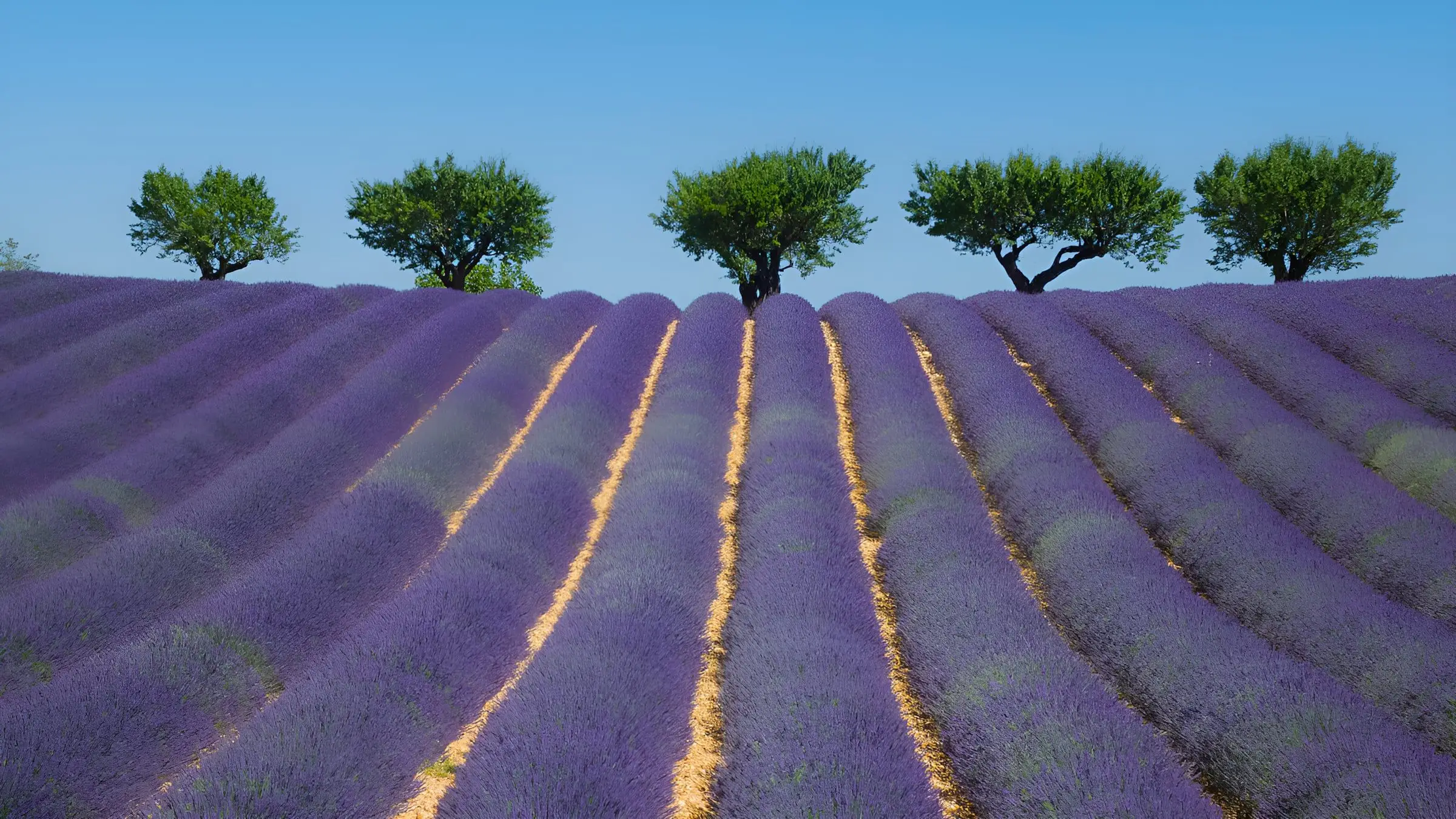 Champ de lavande en fleur en Provence